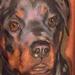 Tattoos - Rotty portrait - 67846